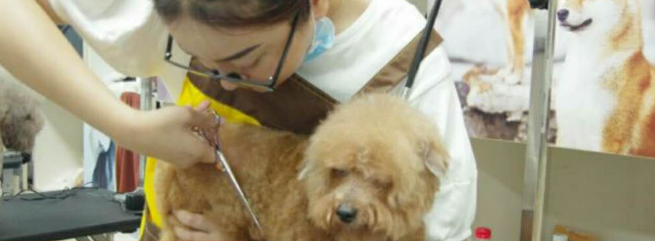 狗博士加盟 狗博士加盟