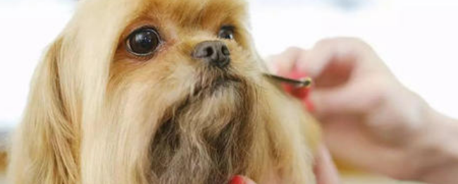 狗博士加盟 狗博士加盟